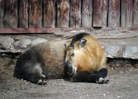 Обитатели Московского зоопарка