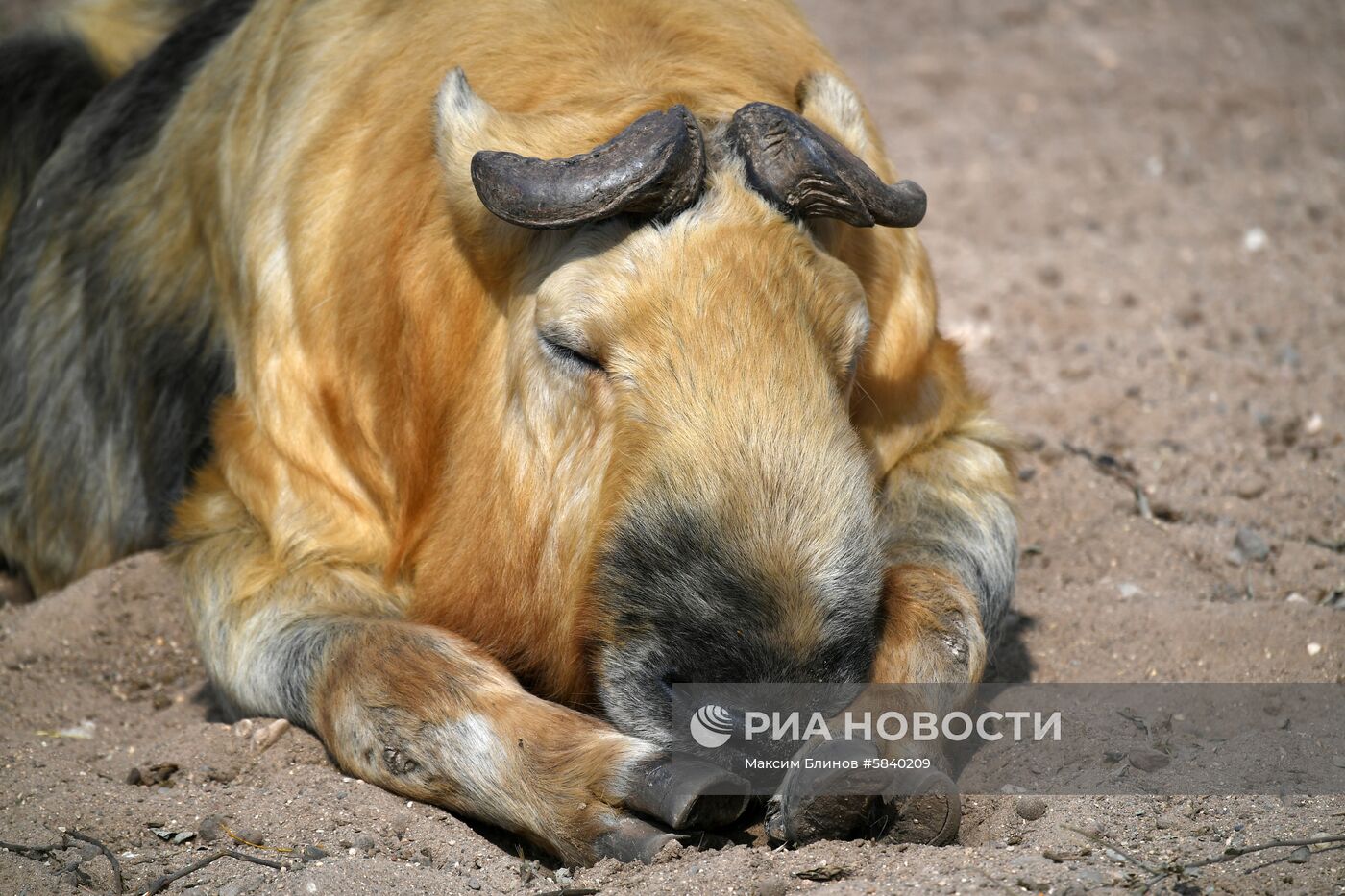 Обитатели Московского зоопарка