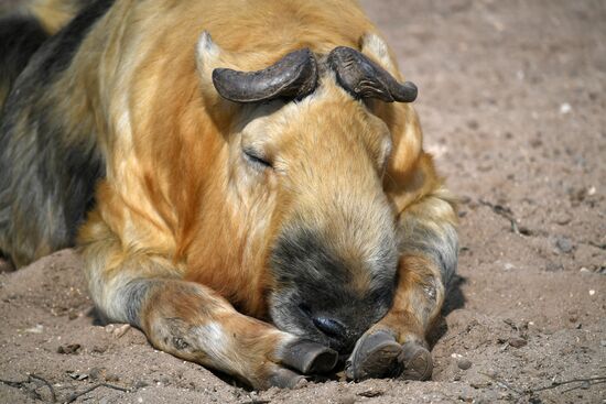 Обитатели Московского зоопарка