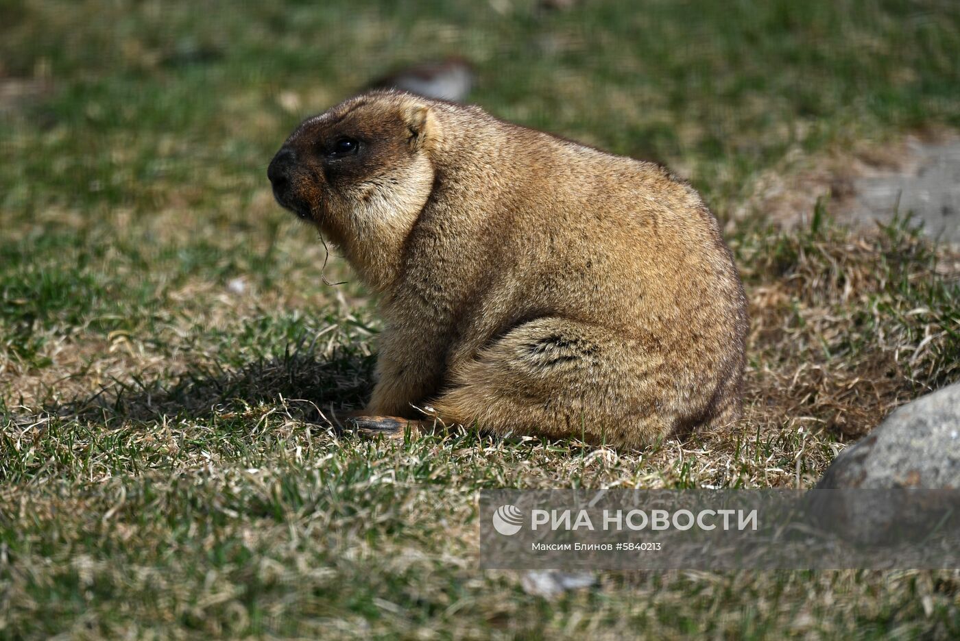 Обитатели Московского зоопарка