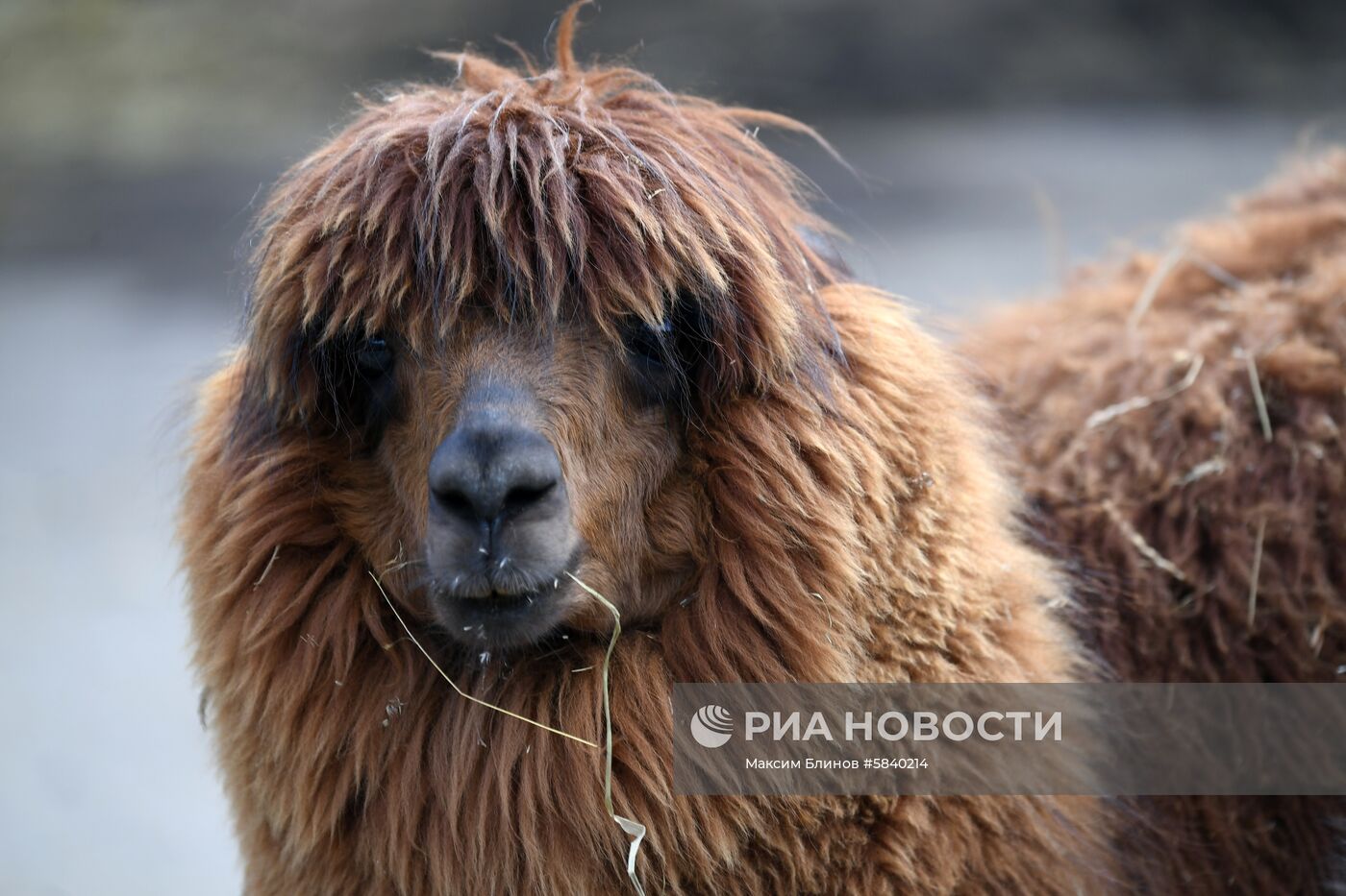 Обитатели Московского зоопарка