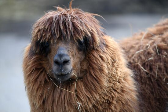 Обитатели Московского зоопарка