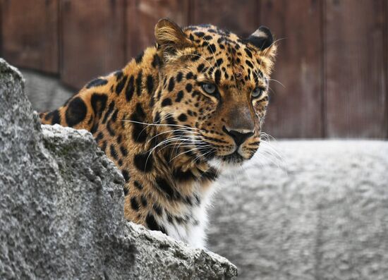 Обитатели Московского зоопарка