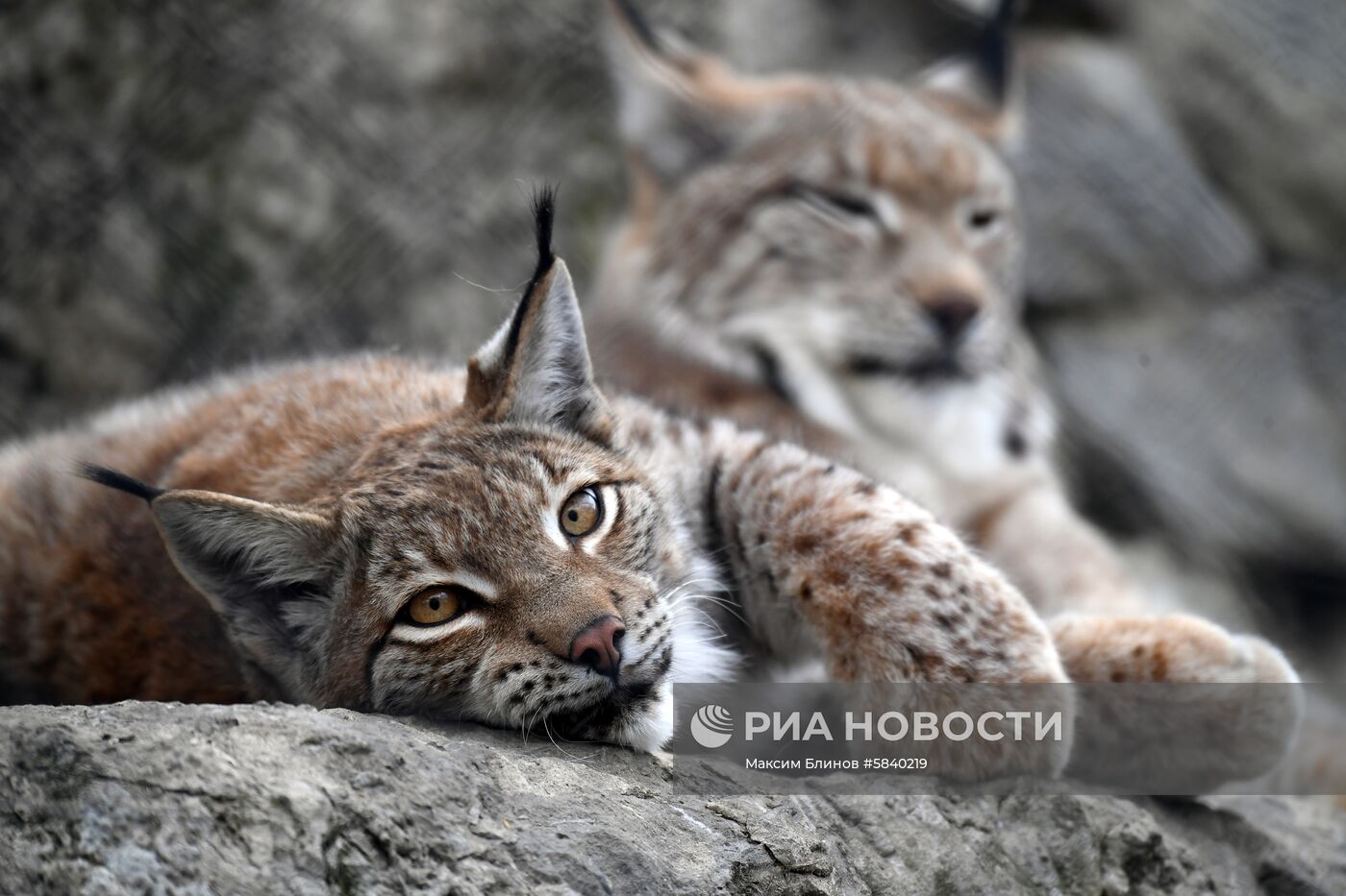 Обитатели Московского зоопарка