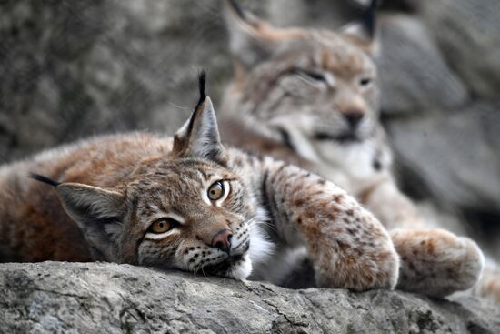 Обитатели Московского зоопарка
