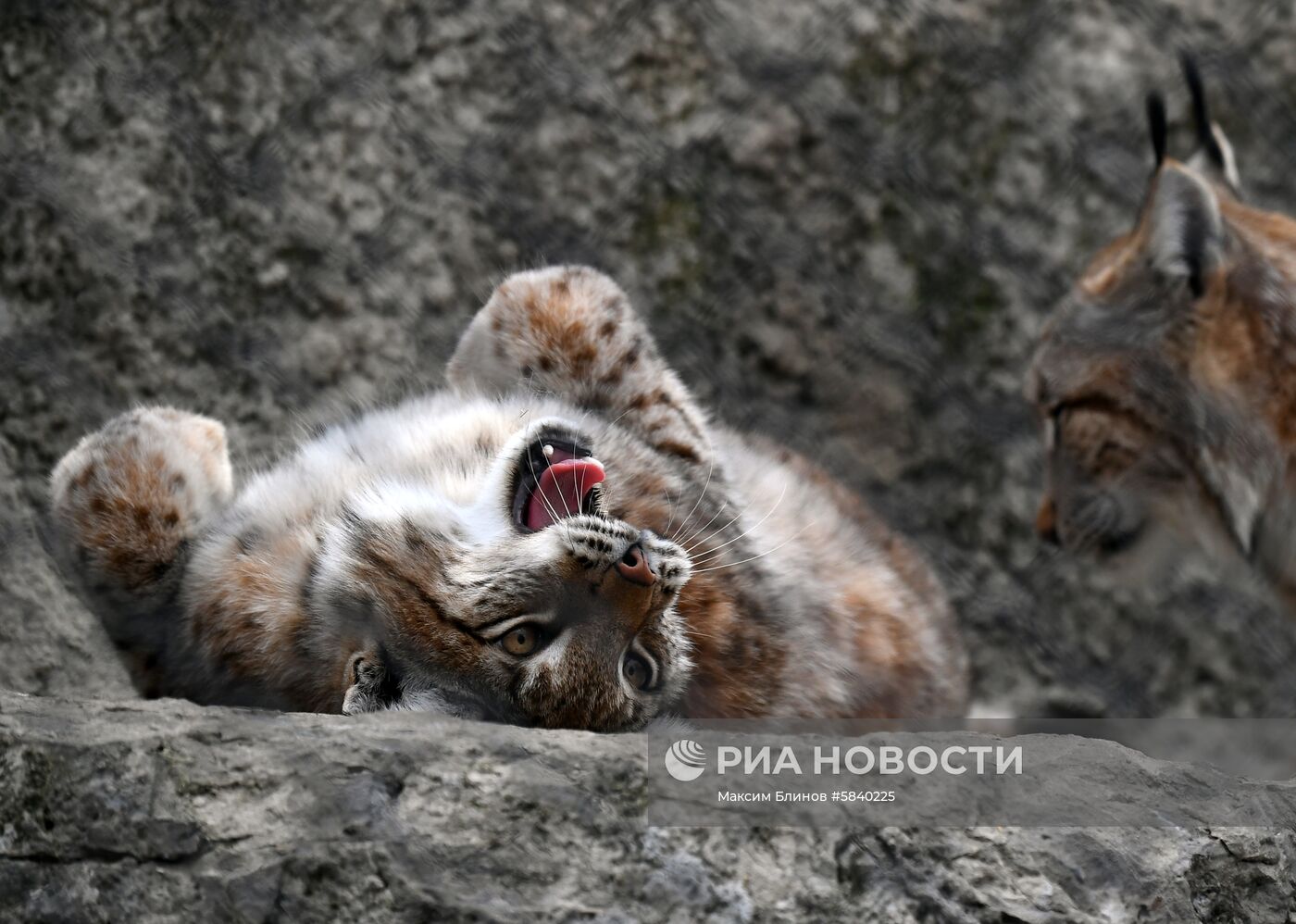 Обитатели Московского зоопарка