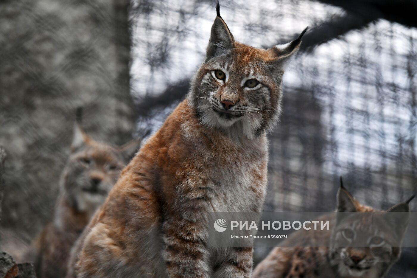 Обитатели Московского зоопарка