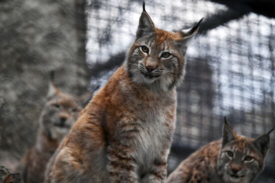 Обитатели Московского зоопарка