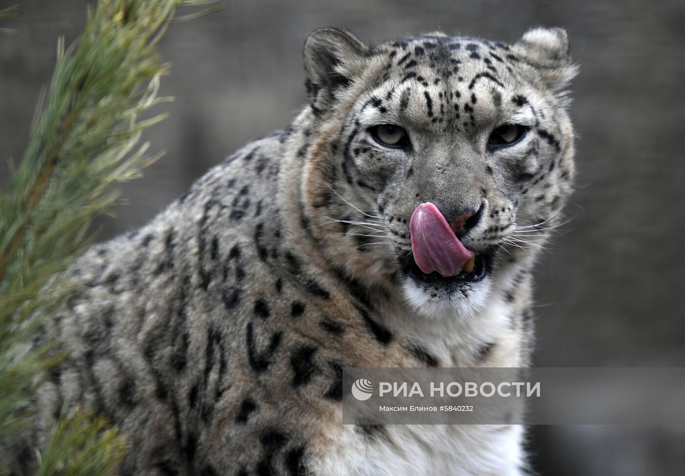 Обитатели Московского зоопарка