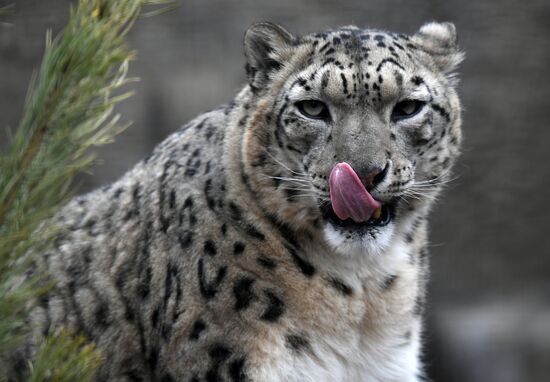 Обитатели Московского зоопарка