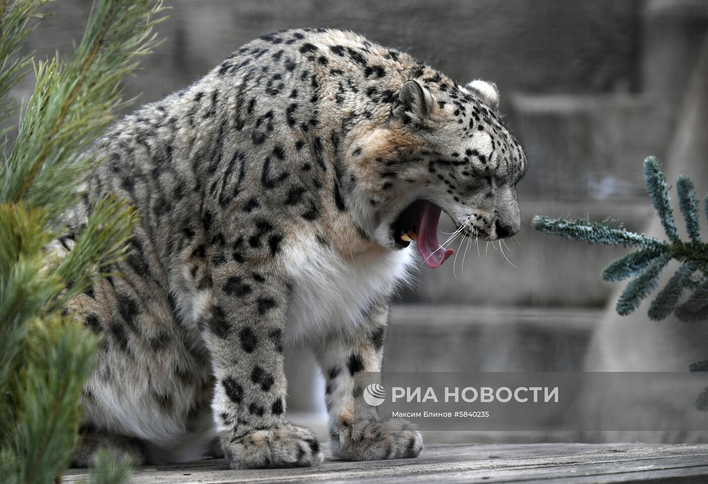 Обитатели Московского зоопарка