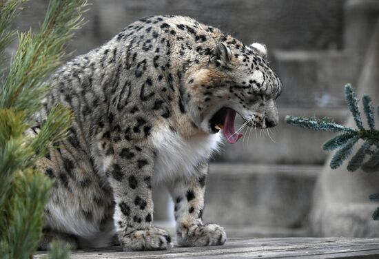 Обитатели Московского зоопарка