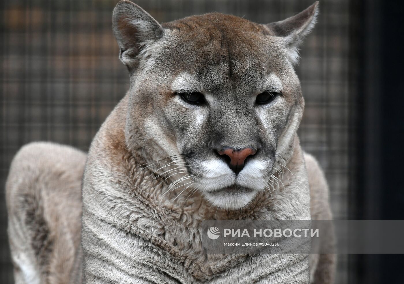 Обитатели Московского зоопарка