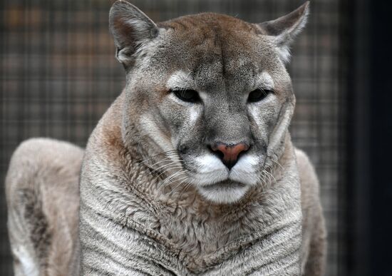 Обитатели Московского зоопарка