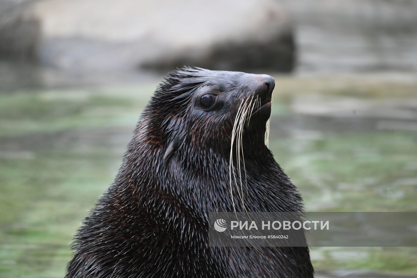 Обитатели Московского зоопарка