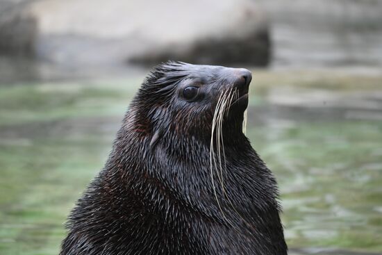 Обитатели Московского зоопарка