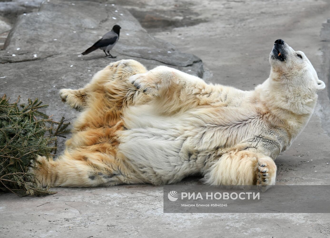 Обитатели Московского зоопарка
