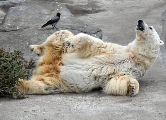 Обитатели Московского зоопарка