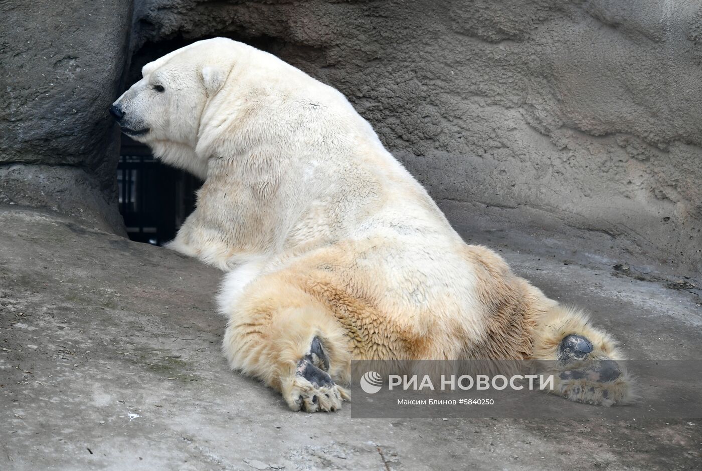 Белый медведь в вольере Московского зоопарка. Место: Россия, Москва. Автор: Максим Блинов/РИА Новости. Обитатели Московского зоопарка