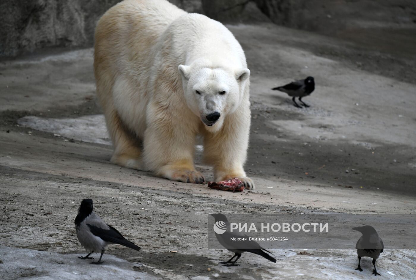 Обитатели Московского зоопарка