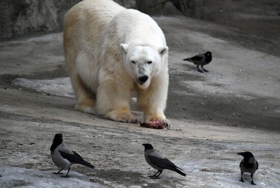 Обитатели Московского зоопарка