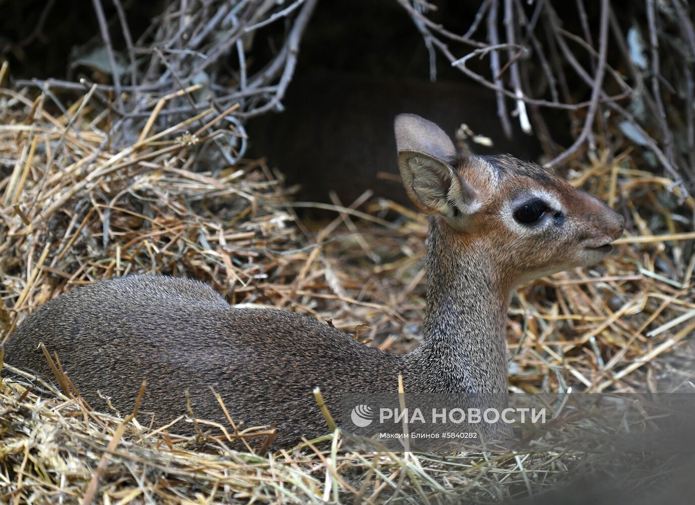 Обитатели Московского зоопарка