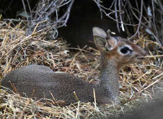 Обитатели Московского зоопарка