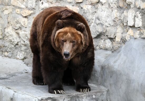 Обитатели Московского зоопарка