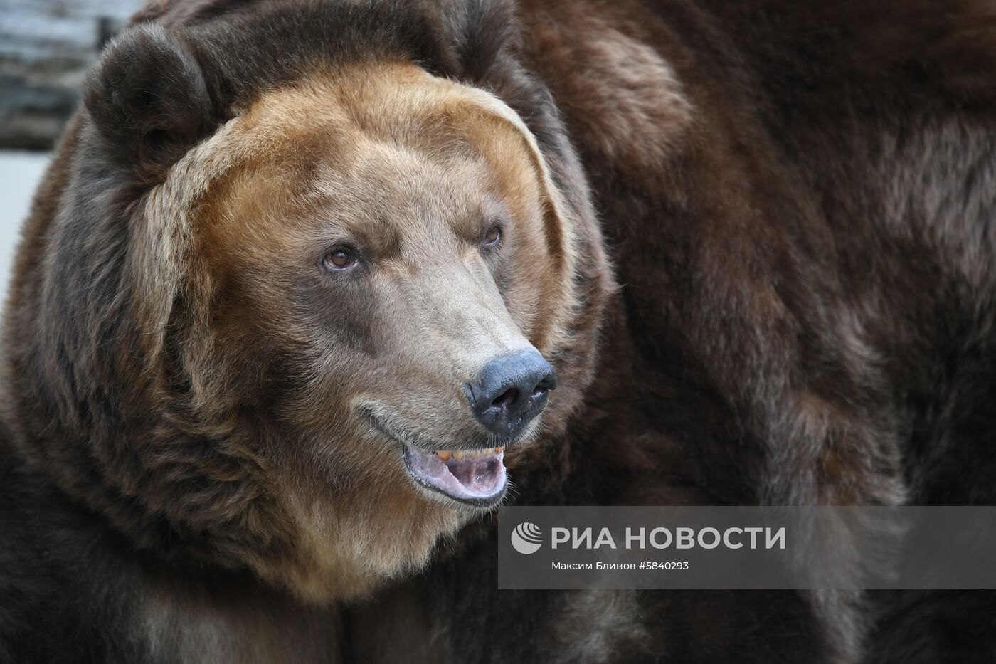 Обитатели Московского зоопарка