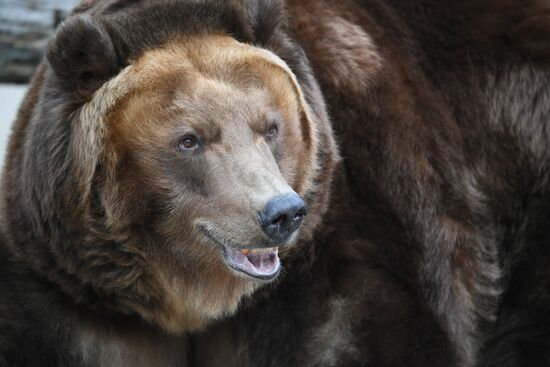 Обитатели Московского зоопарка
