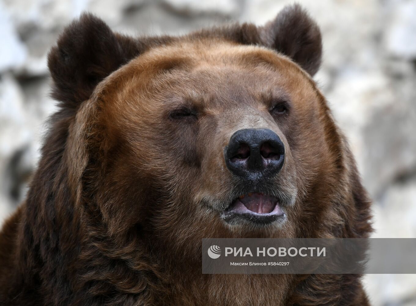 Бурый медведь в вольере Московского зоопарка. Место: Россия, Москва. Автор: Максим Блинов/РИА Новости. Обитатели Московского зоопарка
