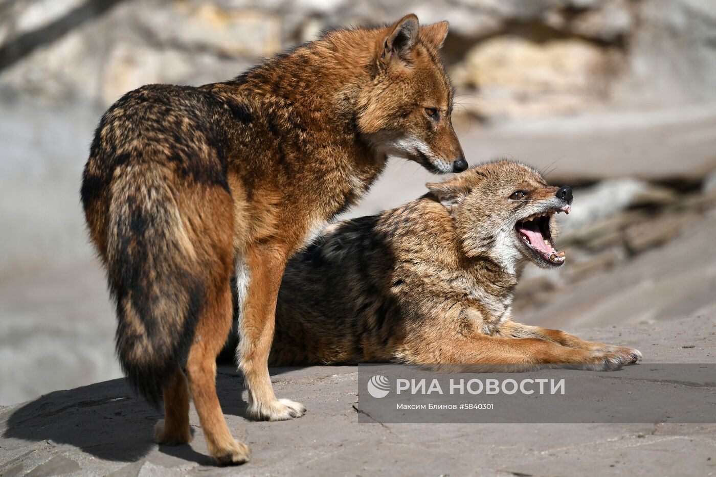Обитатели Московского зоопарка