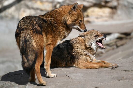Обитатели Московского зоопарка
