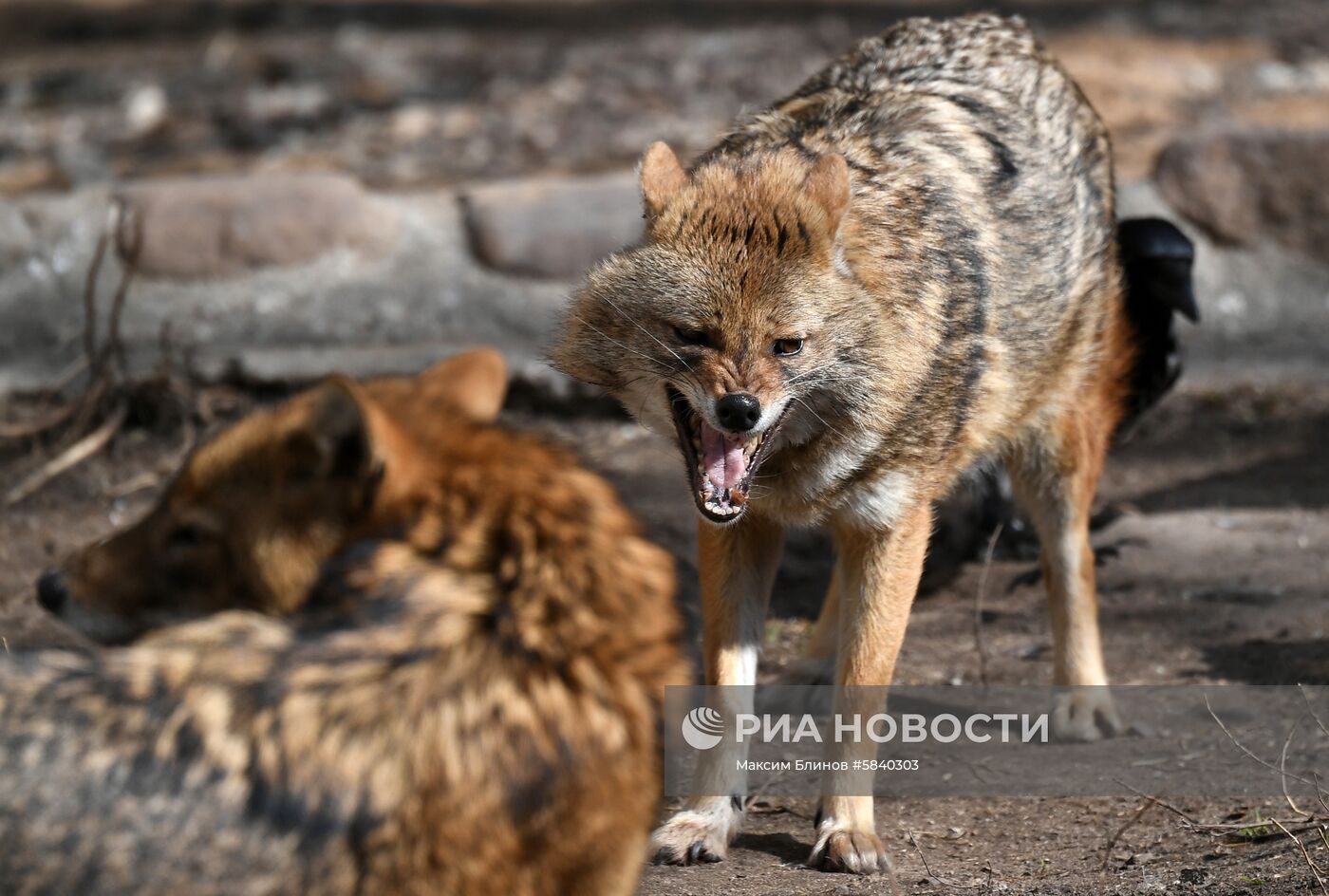Обитатели Московского зоопарка