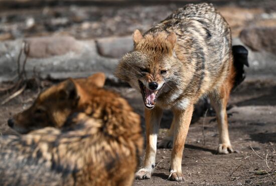 Обитатели Московского зоопарка