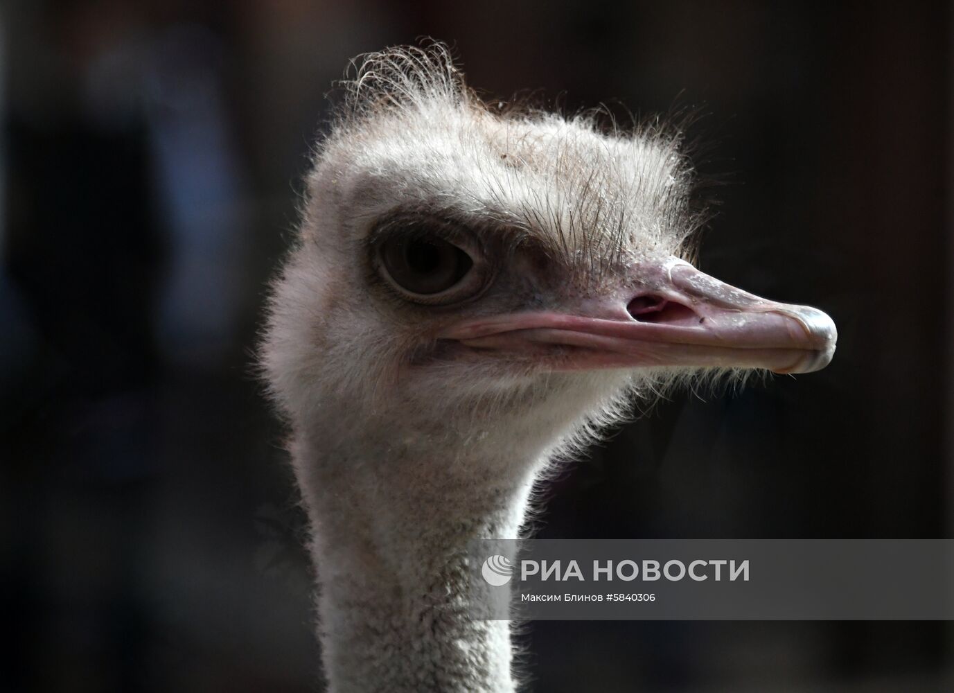 Обитатели Московского зоопарка