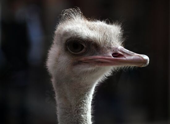 Обитатели Московского зоопарка