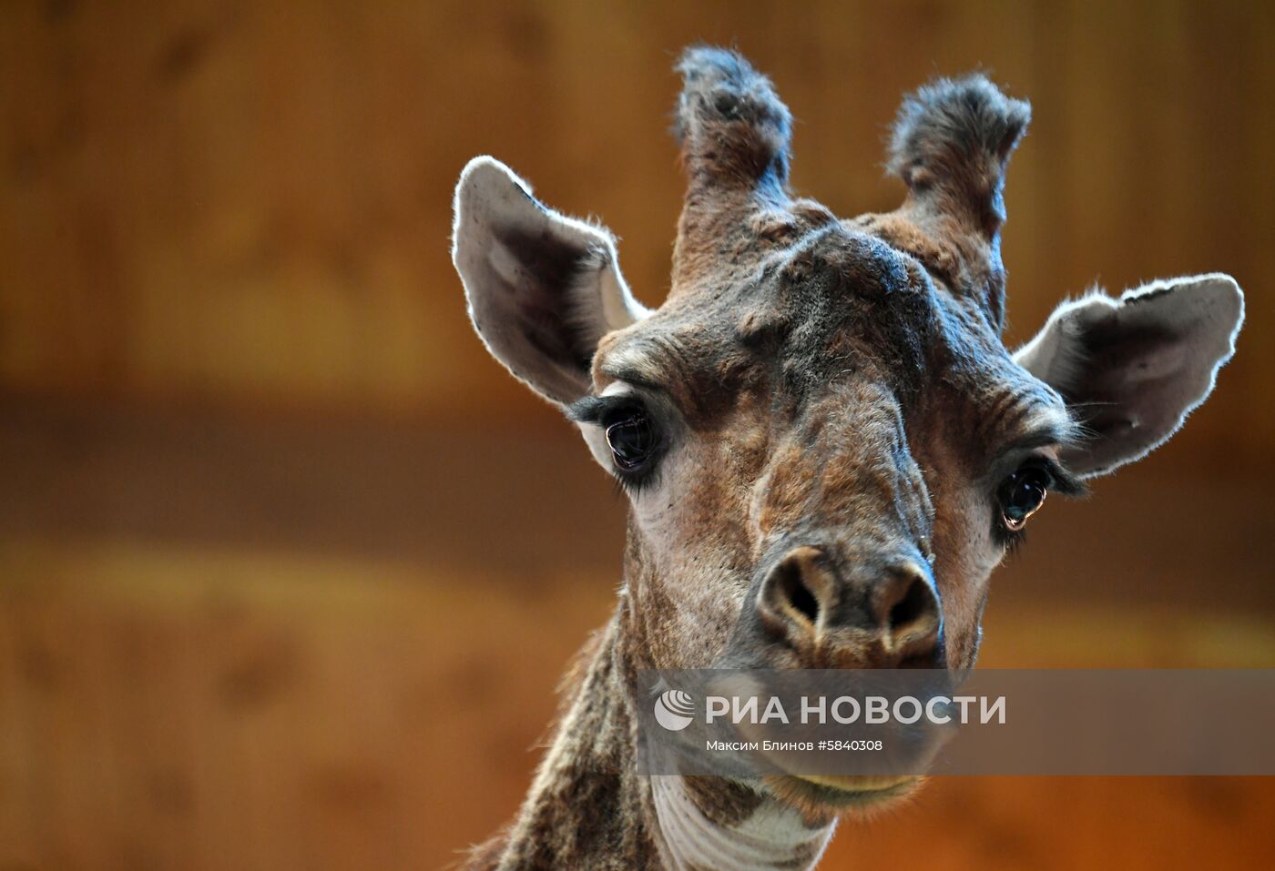 Обитатели Московского зоопарка