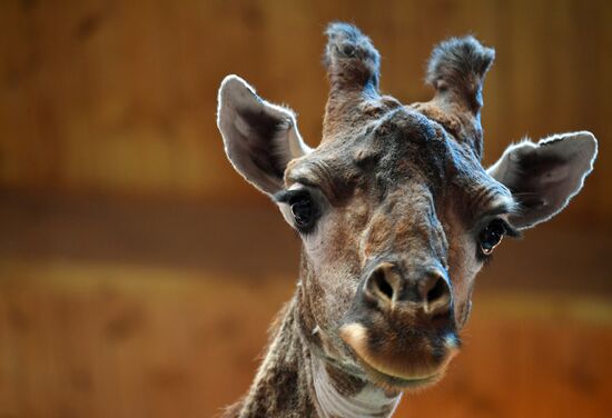 Обитатели Московского зоопарка