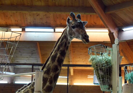 Обитатели Московского зоопарка