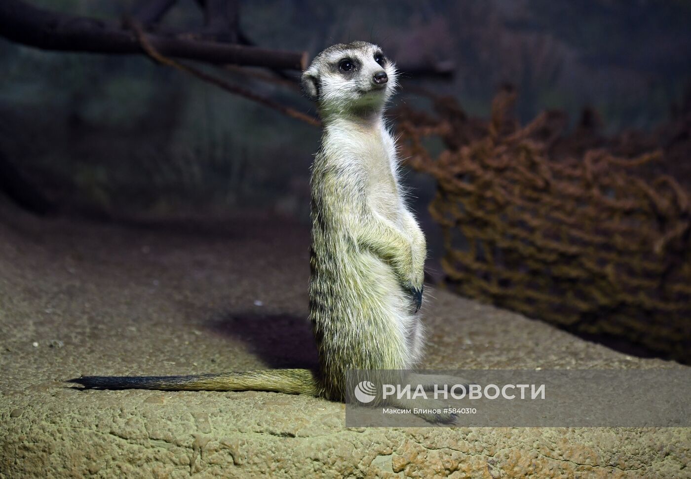 Обитатели Московского зоопарка