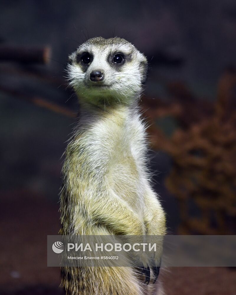 Обитатели Московского зоопарка