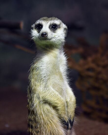 Обитатели Московского зоопарка