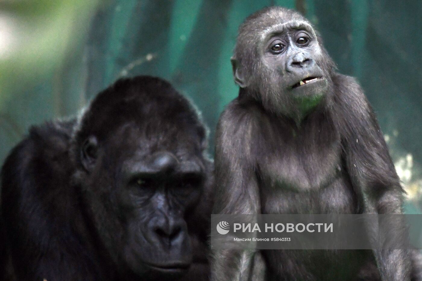 Обитатели Московского зоопарка