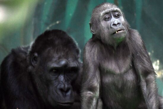 Обитатели Московского зоопарка