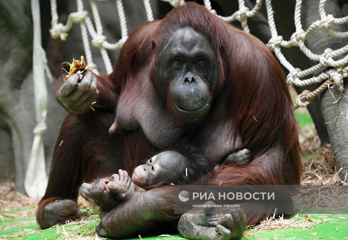 Обитатели Московского зоопарка
