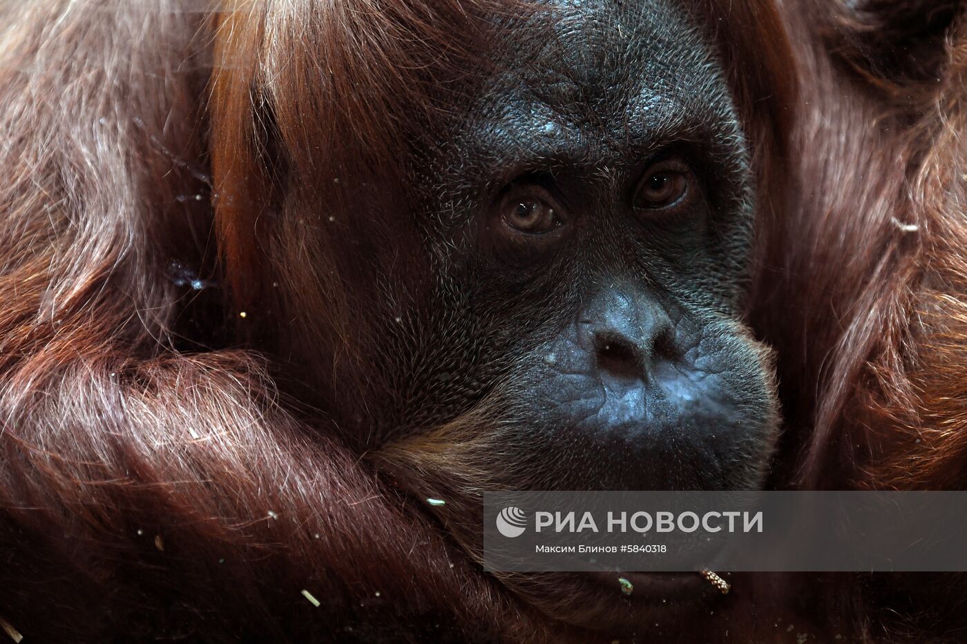 Обитатели Московского зоопарка