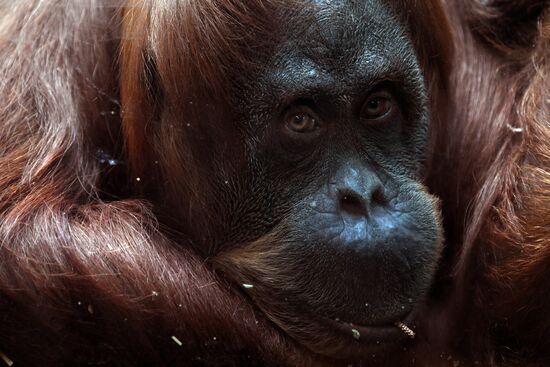 Обитатели Московского зоопарка