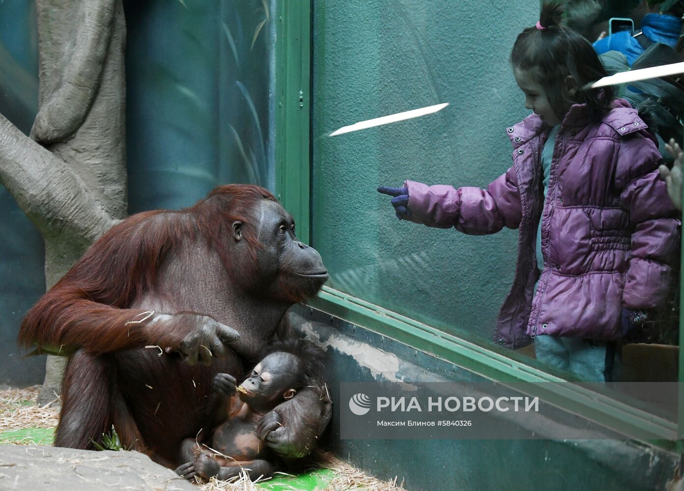 Обитатели Московского зоопарка