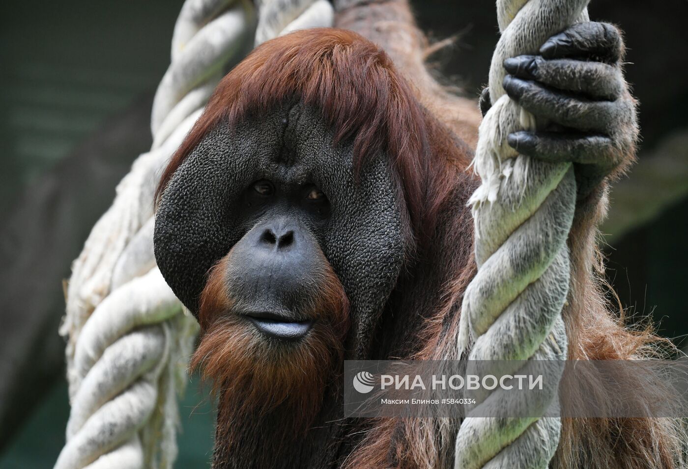 Обитатели Московского зоопарка